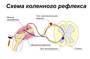 Patellar reflex-ru.svg