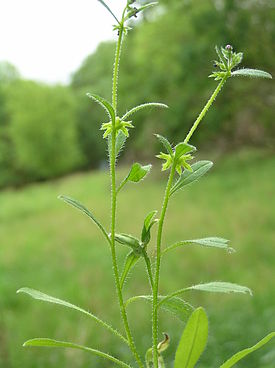 Asperugo procumbens1.JPG