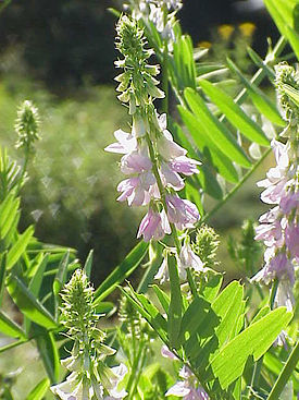 Galegaofficinalis03.jpg