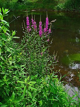 Lythrum salicaria 001.JPG