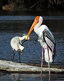 Painted Stork5.jpg