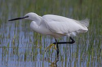 Seidenreiher Little egret.jpg