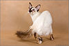 Balinese-cat-2.jpg