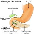 Область поджелудочной железы