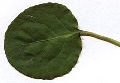 Pyrola-rotundifolia-leaf-front.jpg