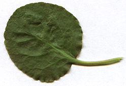 Pyrola-rotundifolia-leaf-back.jpg