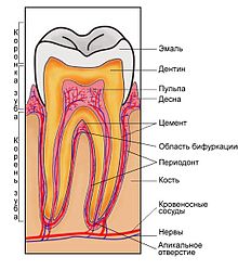 Строение зуба.jpg